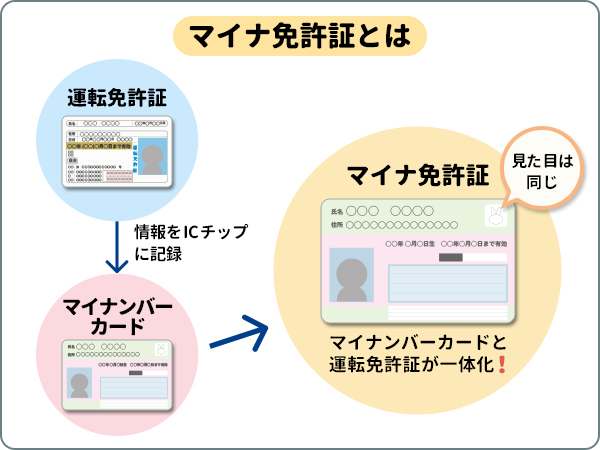 マイナ免許証とは