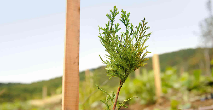 Tree planting