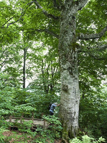 A giant tree, known as the mother tree of Shirakami-Sanchi, is 30 meters in height, 148 cm (almost 6 feet) in chest-height diameter, 465 cm (more than 15 feet) in chest-height trunk circumference, and estimated to be around 400 years old.